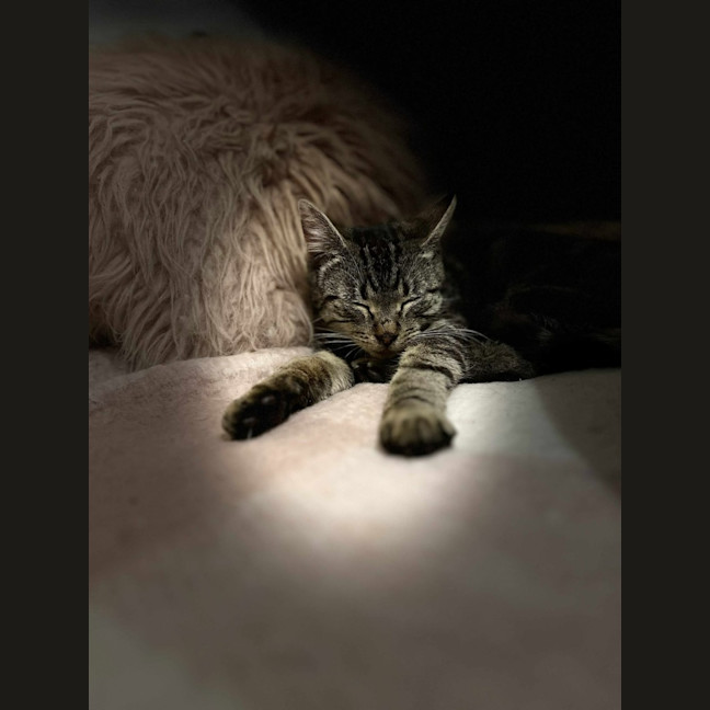 Photo of S'mores   Located In Frankston