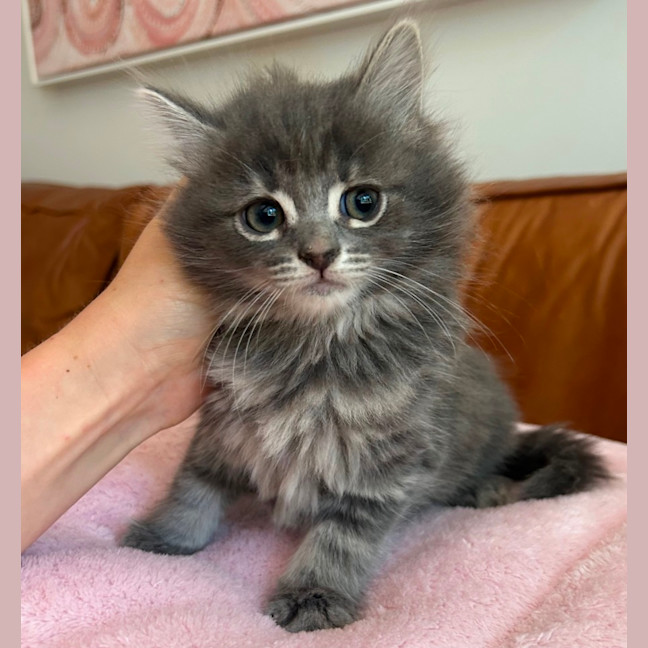 Photo of ✨ Hazel & Harmony ✨