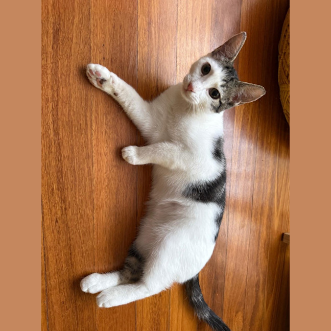 Photo of Buzz