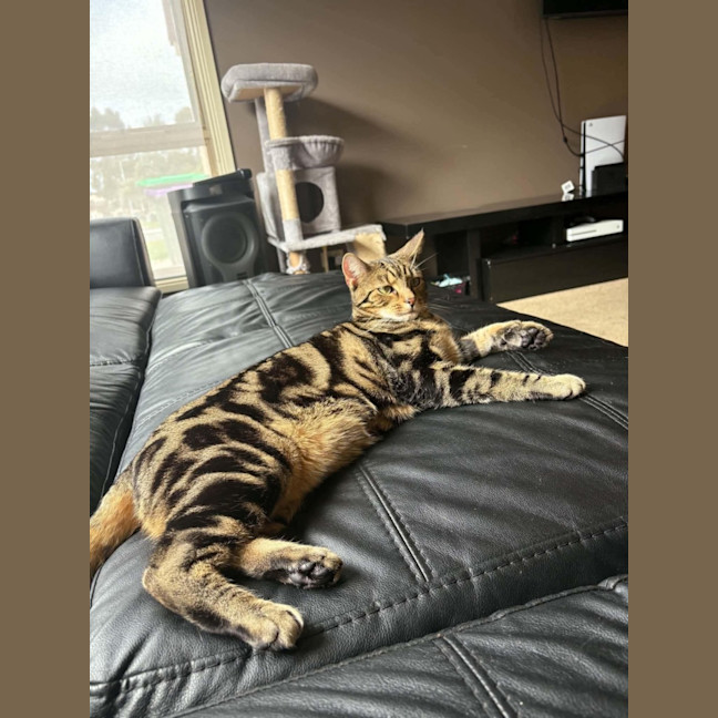 Photo of Simba   Assisted Rehome