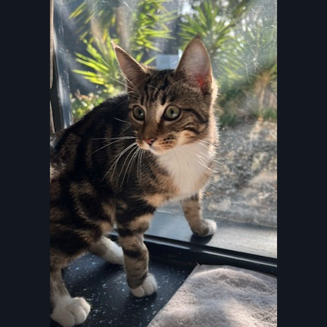 Photo of The Honey Suckler 