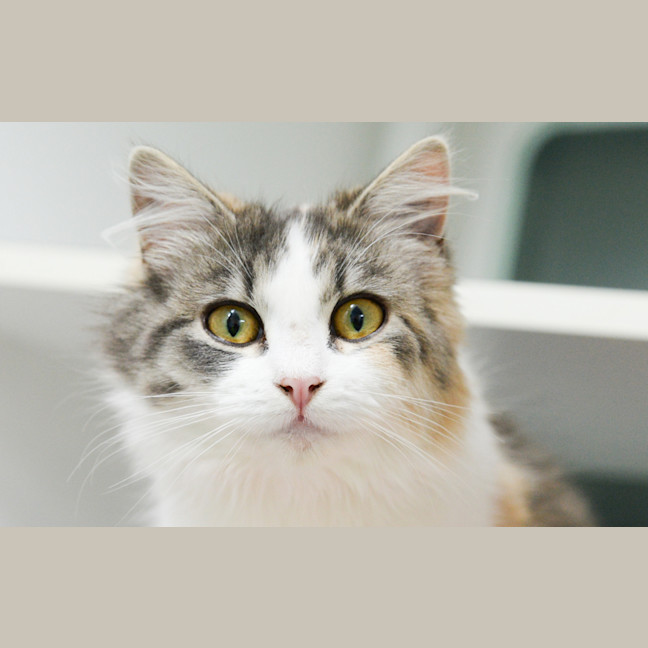 Photo of Zelda
