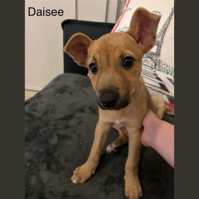 Photo of Daisee