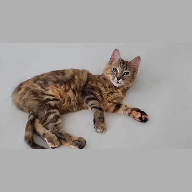 Photo of Skittles 