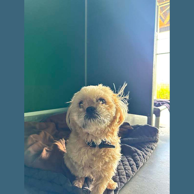 Photo of Hiccup