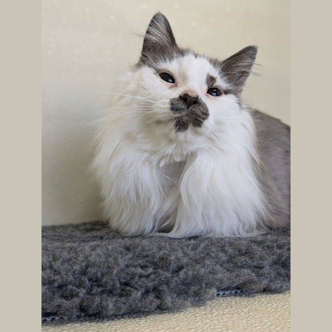 Photo of 🎪 Elmo 5400 🎪