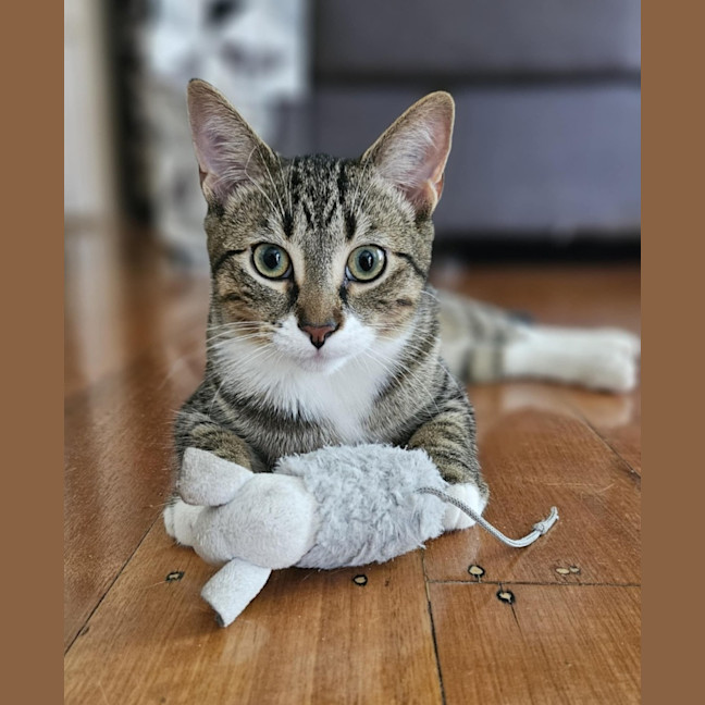 Photo of Aura * 9 Lives Project Rescue*