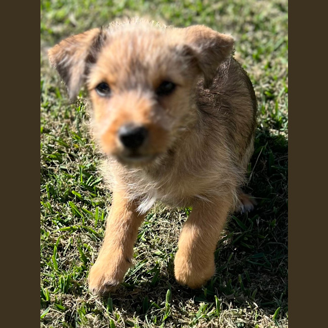 Photo of Leeroy   9 Week Old Fox Terrier X Kelpie