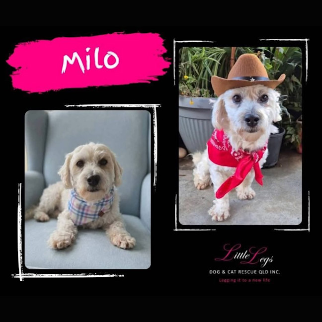 Photo of Milo