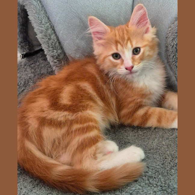 Photo of Barney Meet Me @Petstock Dandenong Store