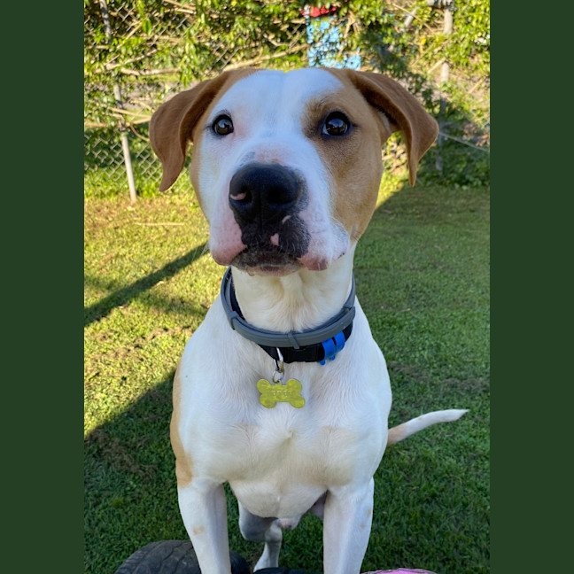 Photo of Digger