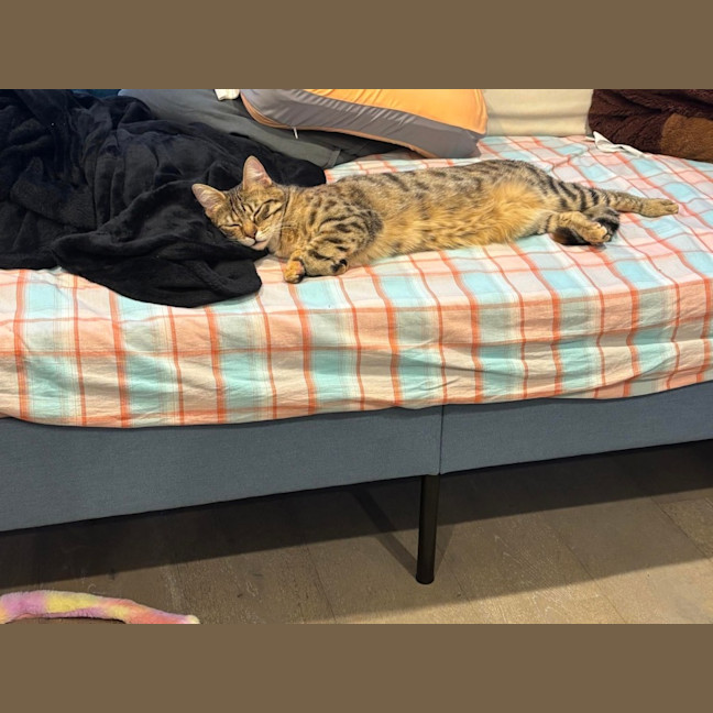 Photo of Tosca 