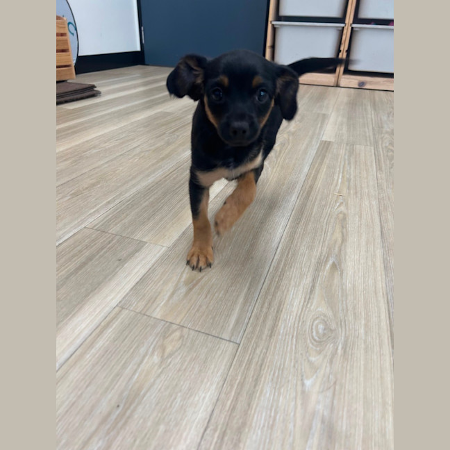 Photo of Daisy