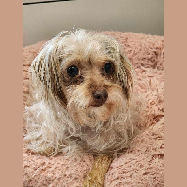 Photo of 🥐 Sandy 6064 🥐