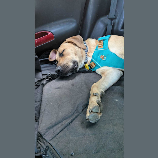 Photo of Honey