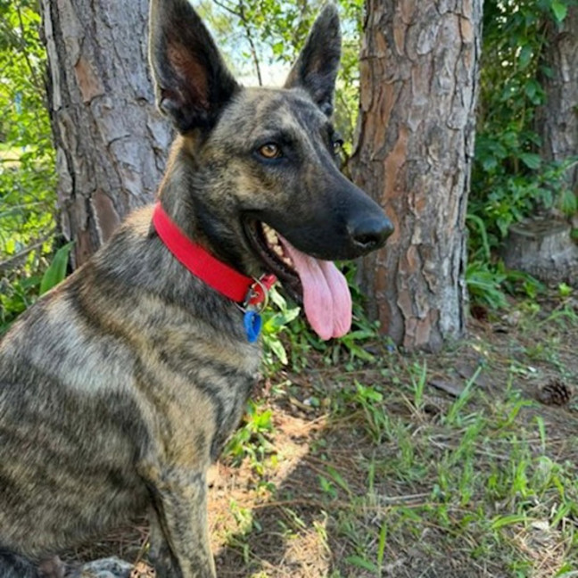 Photo of Rambo