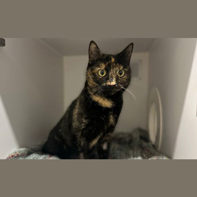 Photo of Toast