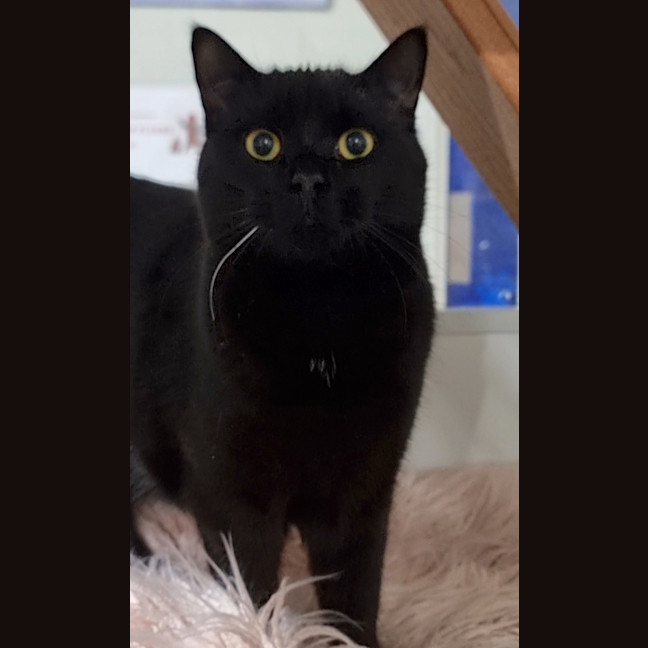 Photo of Apollo