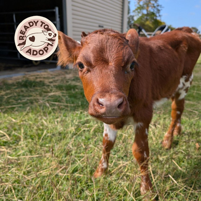 Photo of Chester & Charlie