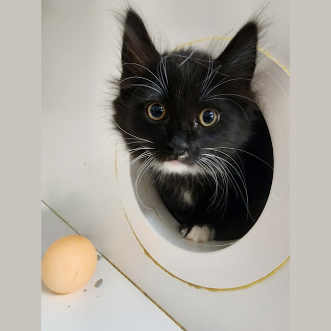 Photo of The Licorice Litter!