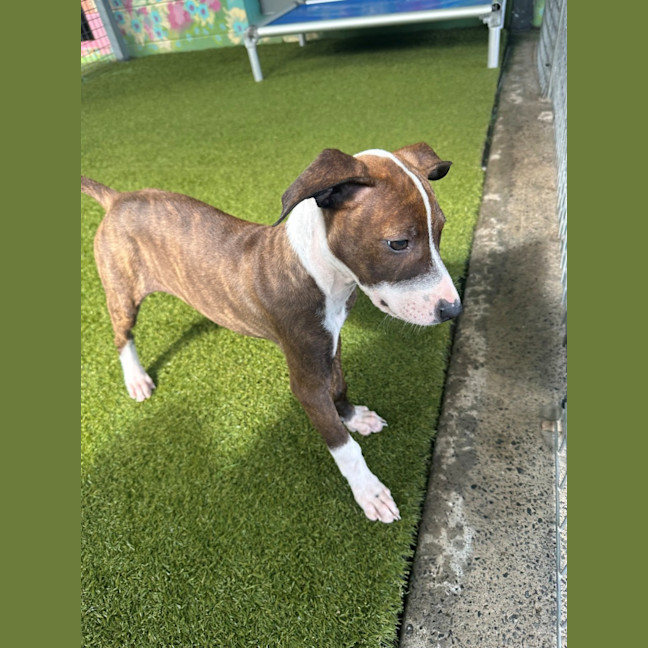 Photo of D1274 Polly