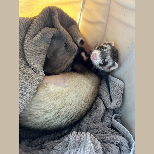Photo of Slinky