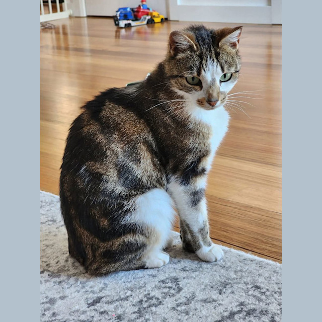 Photo of Mishka (Was Miss Fish Stick)