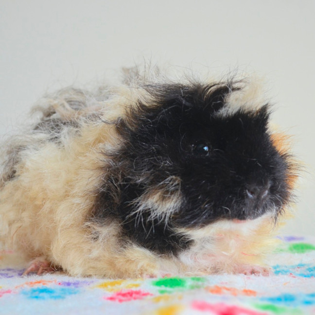 Photo of Miss Fumbles