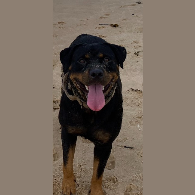 Photo of Rosie