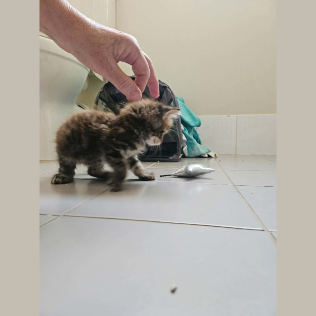 Photo of Rosa (Maisy)