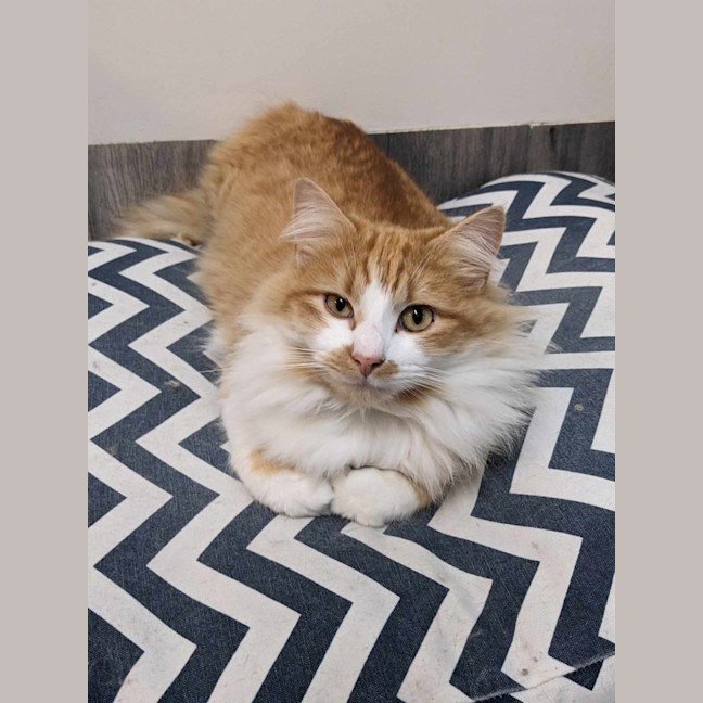 Photo of Sooki   Located In Preston 