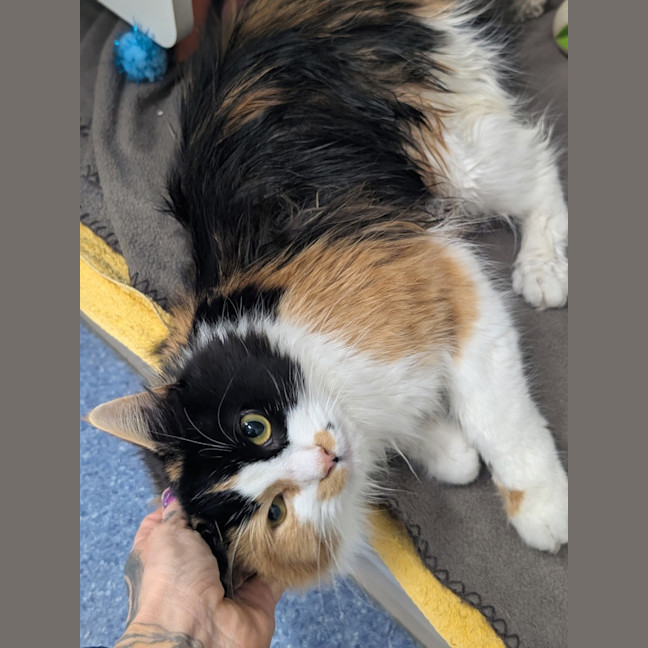 Photo of Cookie 