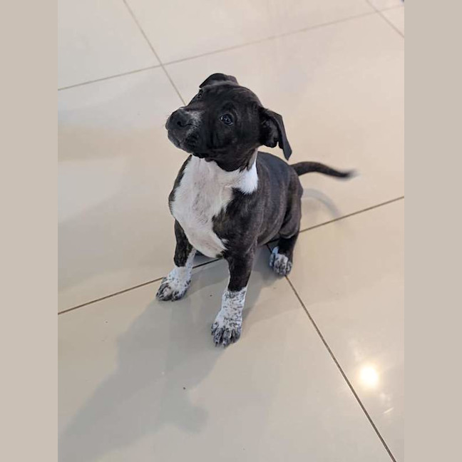 Photo of Willow