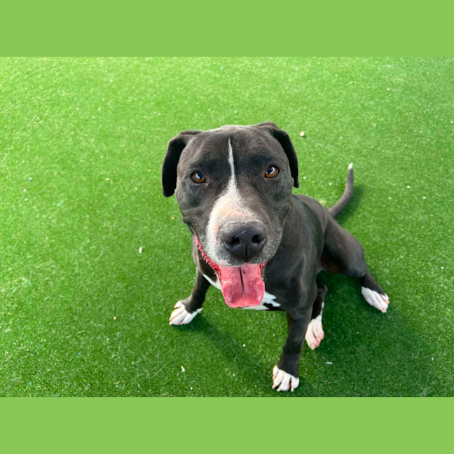 Photo of Riot Imp 1910