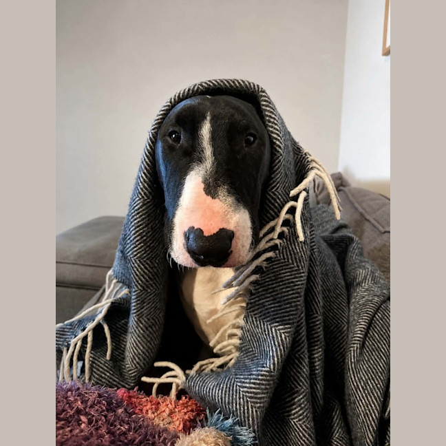 Photo of Spud 