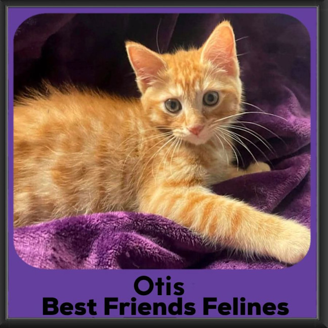 Photo of Otis