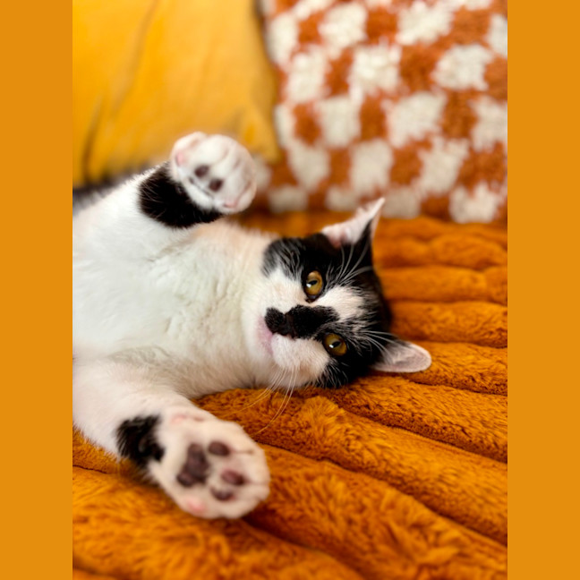 Photo of Buddy