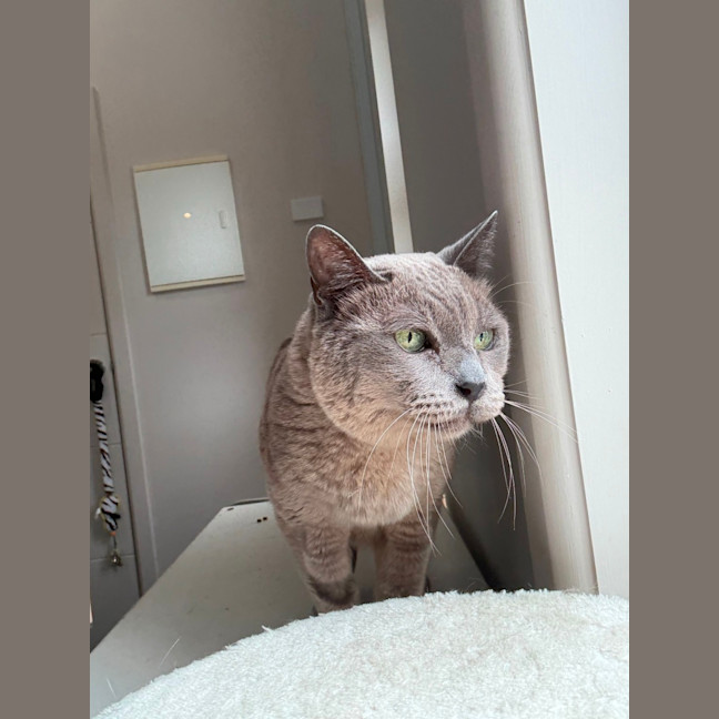 Photo of Smokey 