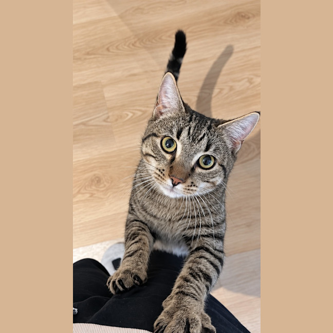 Photo of Teriyaki
