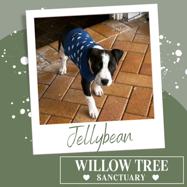 Photo of Jellybean