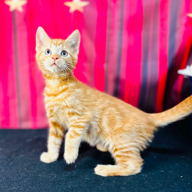 Photo of Pumpkin (Located In Preston)