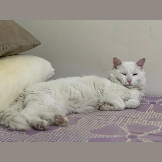Photo of Mr Pickles