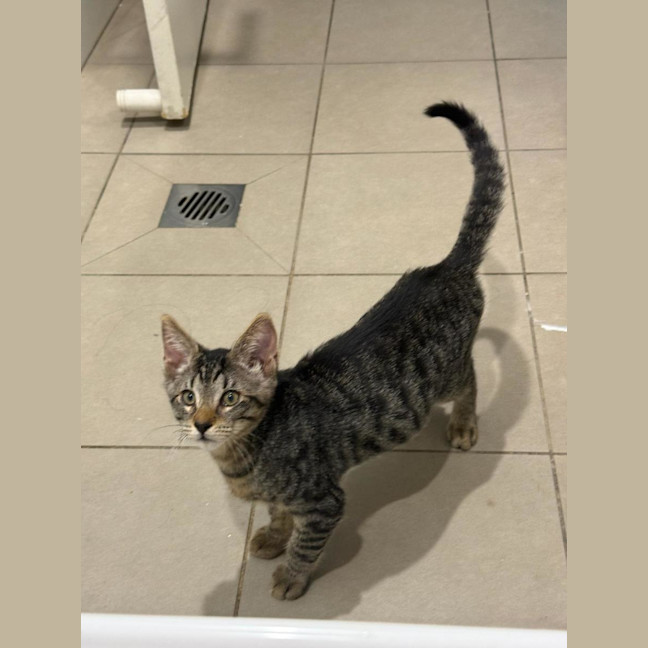 Photo of Milo