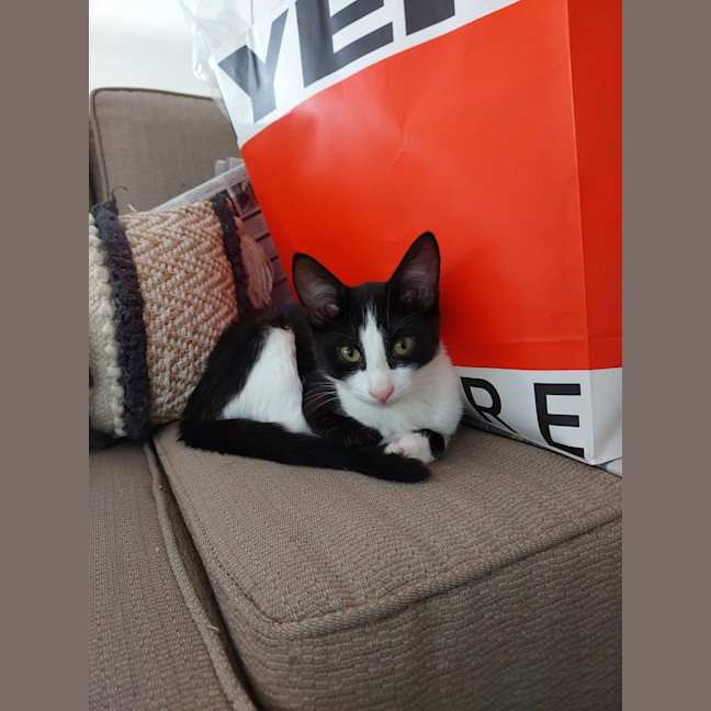 Photo of Mystique 