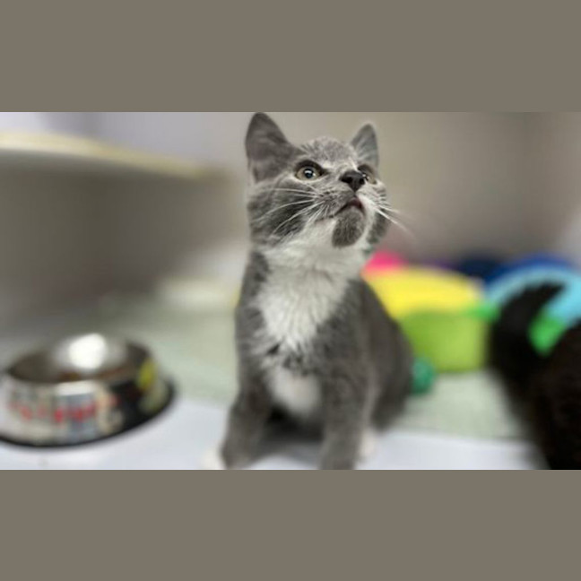 Photo of Gremlin Greg