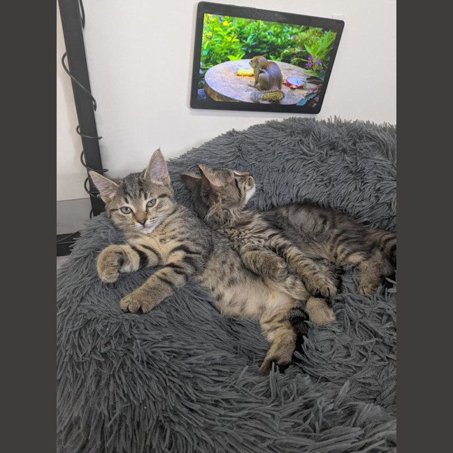 Photo of 🥜 Norton 6893 🥜