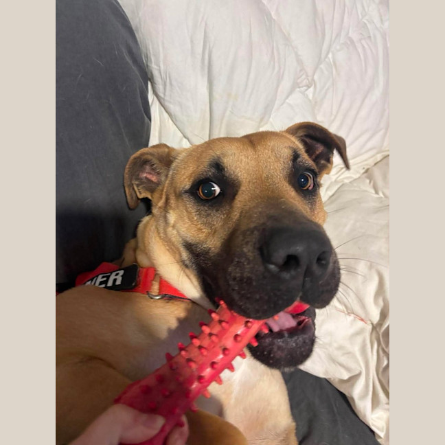 Photo of Maverick