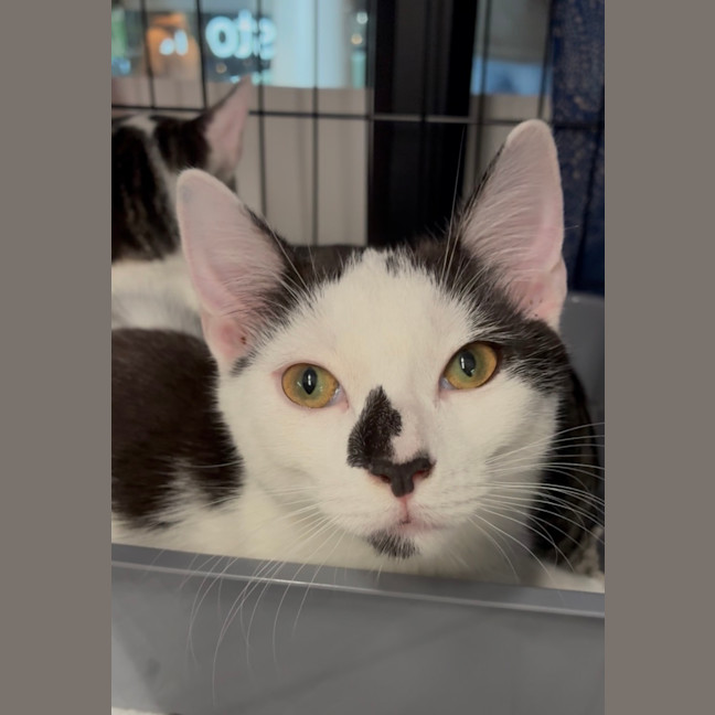 Photo of Sherlock