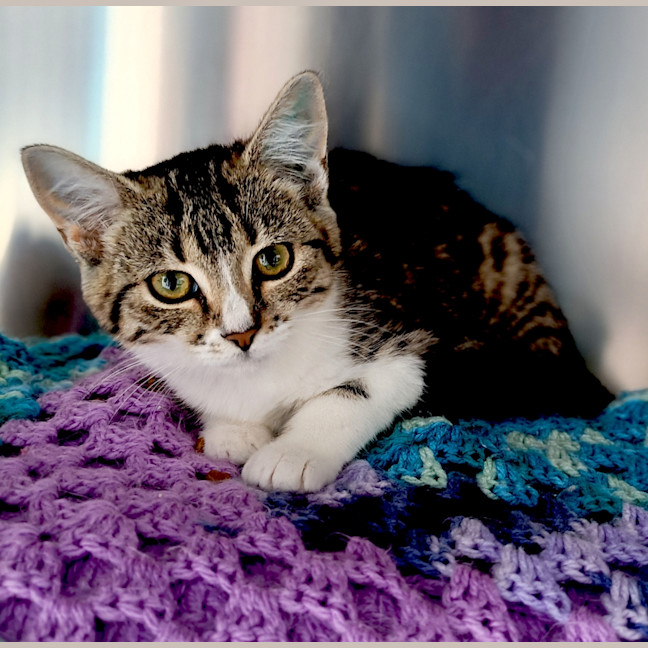 Photo of Patches Now Gypsy