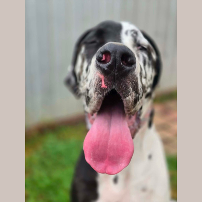 Photo of Darcy